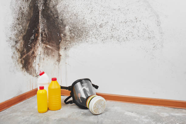 Best HVAC Mold Remediation in Hearne, TX