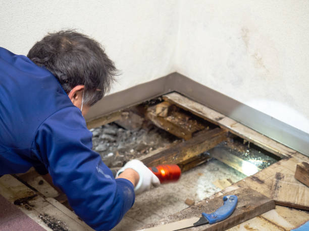 Best Mold Testing and Inspection Services in Hearne, TX