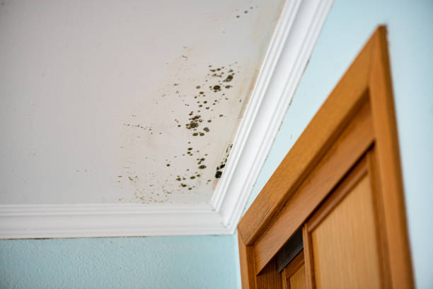 Best Kitchen Mold Remediation in Hearne, TX