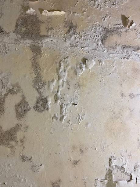 Reliable Hearne, TX Mold Remediation Solutions