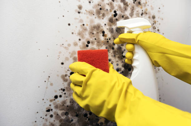 Best Insurance-Related Mold Remediation in Hearne, TX