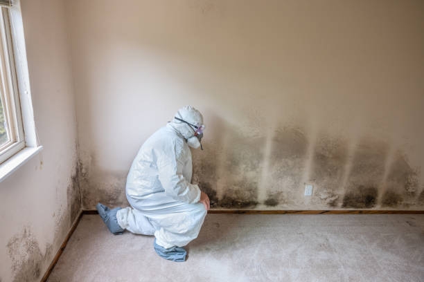 Best Black Mold Remediation in Hearne, TX