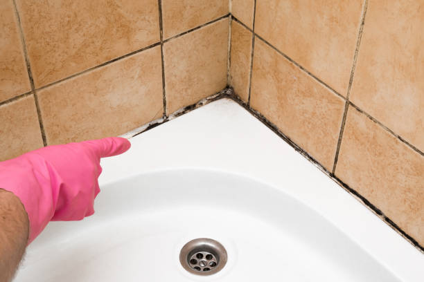 Best Insurance-Related Mold Remediation in Hearne, TX