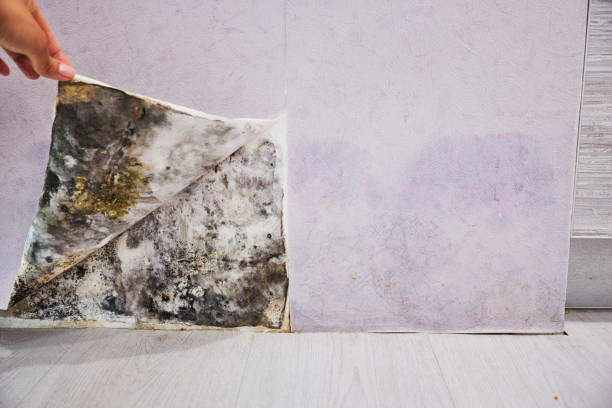 Best Commercial Mold Remediation in Hearne, TX